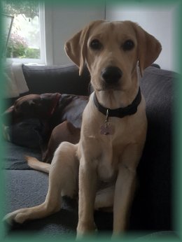 Geadopteerd door lieve baasjes in 2017