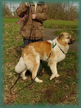 Geadopteerd door lieve baasjes in 2017