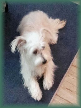 Geadopteerd door lieve baasjes in 2017