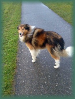 Geadopteerd door lieve baasjes in 2017