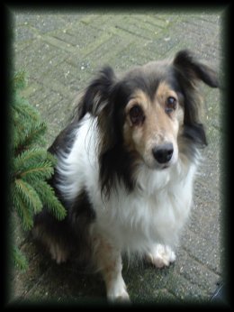 Het verhaal van onze kleine hartenbreker ...