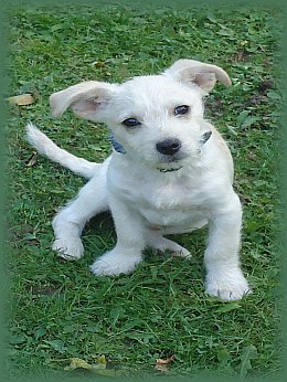 Max'  pagina
