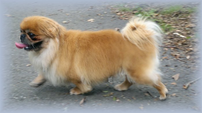 Moppie voor herplaatsing door Stichting Collie in Nood