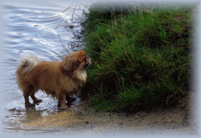 Pekineesje voor herplaatsing door Stichting Collie in Nood