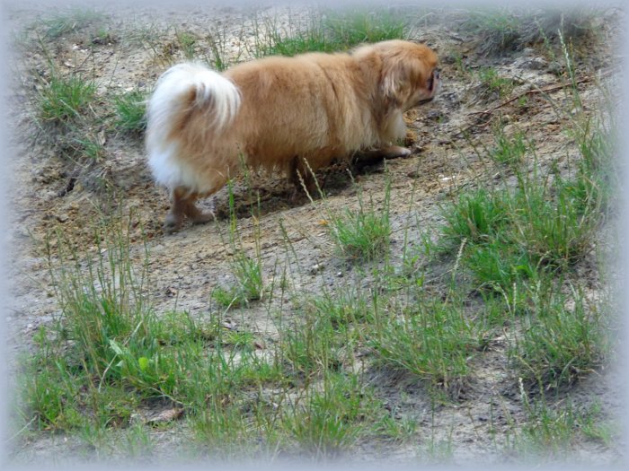 Pekineesje voor herplaatsing door Stichting Collie in Nood