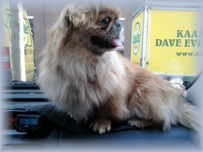 Pekingees voor herplaatsing by Collie in Nood