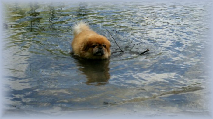 Pekingees voor herplaatsing by Collie in Nood