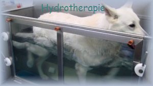 Hydrotherapie voor uw dier 