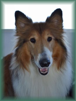 Geadopteerd door lieve baasjes in 2017